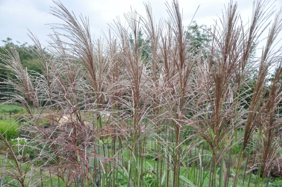 Eulalia Miscanthus sinensis 'Malepartus' 10-15 pot P11 Miscanthus sinensis 'Malepartus'