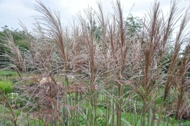Eulalia Miscanthus sinensis 'Malepartus' 10-15 pot P11 Miscanthus sinensis 'Malepartus'