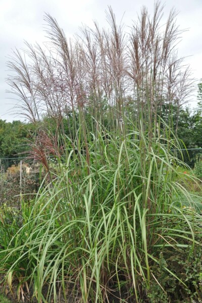 Eulalia Miscanthus sinensis 'Malepartus' 5-10 pot P9 Miscanthus sinensis 'Malepartus'