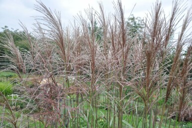 Eulalia Miscanthus sinensis 'Malepartus' 5-10 pot P9