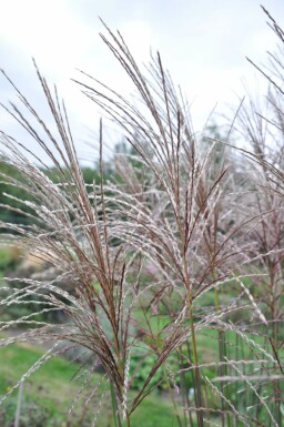 Eulalia Miscanthus sinensis 'Malepartus' 5-10 pot P9