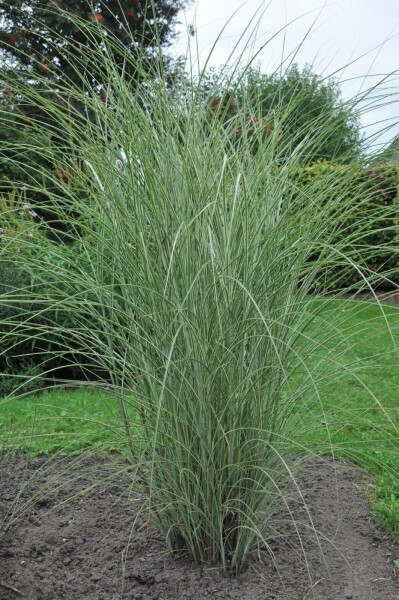 Eulalia Miscanthus sinensis 'Morning Light' 10-15 pot P11 Miscanthus sinensis 'Morning Light'