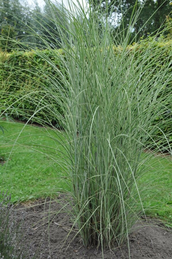 Eulalia Miscanthus sinensis 'Morning Light' 10-15 pot P11 Miscanthus sinensis 'Morning Light'