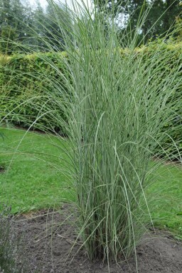 Eulalia Miscanthus sinensis 'Morning Light' 5-10 pot P9