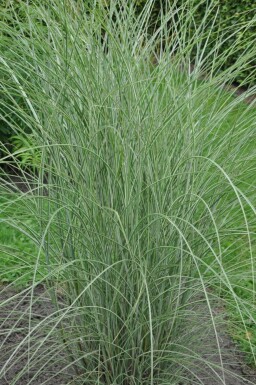 Eulalia Miscanthus sinensis 'Morning Light' 5-10 pot P9