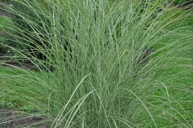 Eulalia Miscanthus sinensis 'Morning Light' 5-10 pot P9