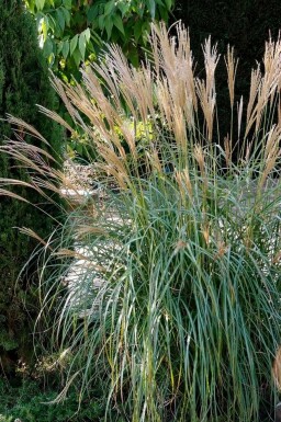 Eulalia Miscanthus sinensis 'Yakushima Dwarf' 5-10 pot P9