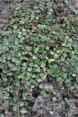 Partridge berry Mitchella repens 5-10 pot P9 Mitchella repens