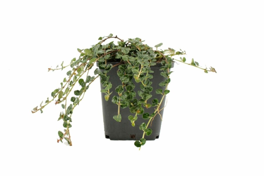 Partridge berry Mitchella repens 5-10 pot P9 Mitchella repens