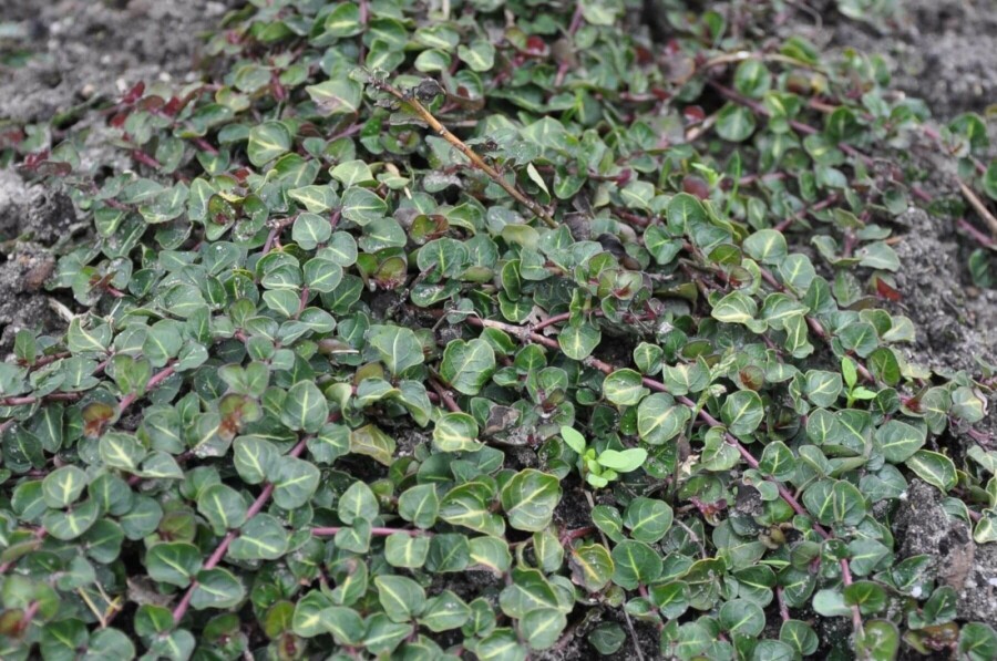 Partridge berry Mitchella repens 5-10 pot P9 Mitchella repens