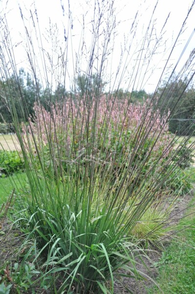 Purple moor-grass Molinia arundinacea 'Karl Foerster' 5-10 pot P9 Molinia arundinacea 'Karl Foerster'