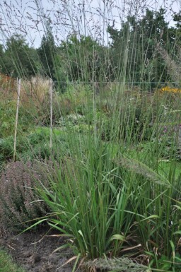 Purple moor-grass Molinia arundinacea 'Transparent' 5-10 pot P9 Molinia arundinacea 'Transparent'