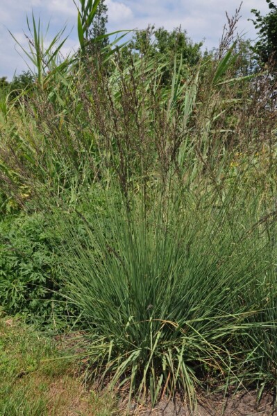 Purple moor-grass Molinia caerulea 'Edith Dudszus' 5-10 pot P9 Molinia caerulea 'Edith Dudszus'