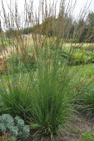Purple moor-grass Molinia caerulea 'Heidebraut' 10-15 pot C2 Molinia caerulea 'Heidebraut'