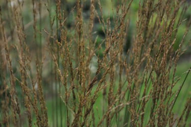 Purple moor-grass Molinia caerulea 'Heidebraut' 5-10 pot P9