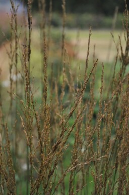 Purple moor-grass Molinia caerulea 'Heidebraut' 5-10 pot P9