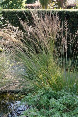 Purple moor-grass Molinia caerulea 'Moorhexe' 5-10 pot P9