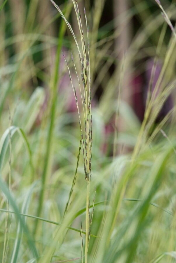 Purple moor-grass Molinia caerulea 'Moorhexe' 5-10 pot P9 Molinia caerulea 'Moorhexe'