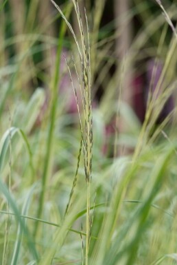 Purple moor-grass Molinia caerulea 'Moorhexe' 5-10 pot P9 Molinia caerulea 'Moorhexe'