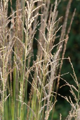 Purple moor-grass Molinia caerulea 'Moorhexe' 5-10 pot P9