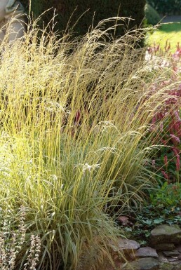 Variegated purple moor-grass Molinia caerulea 'Variegata' 5-10 pot P9 Molinia caerulea 'Variegata'