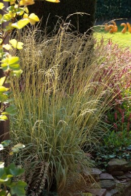 Variegated purple moor-grass Molinia caerulea 'Variegata' 5-10 pot P9