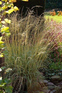 Variegated purple moor-grass Molinia caerulea 'Variegata' 5-10 pot P9 Molinia caerulea 'Variegata'