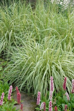 Variegated purple moor-grass Molinia caerulea 'Variegata' 5-10 pot P9