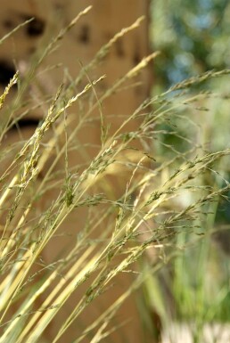 Variegated purple moor-grass Molinia caerulea 'Variegata' 5-10 pot P9