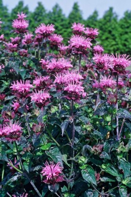 Bergamot Monarda 'Beauty of Cobham' 5-10 pot P9 Monarda 'Beauty of Cobham'