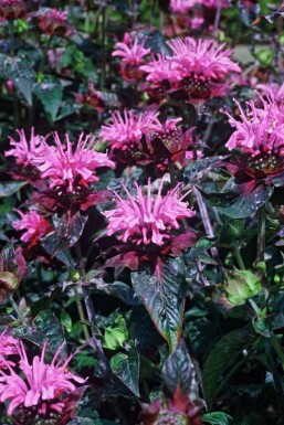 Bergamot Monarda 'Beauty of Cobham' 5-10 pot P9 Monarda 'Beauty of Cobham'