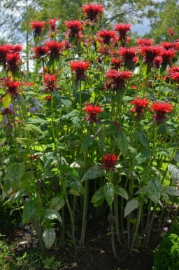 Bergamot Monarda 'Cambridge Scarlet' 5-10 pot P9 Monarda 'Cambridge Scarlet'