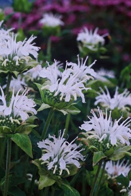 Bergamot Monarda 'Schneewittchen' 5-10 pot P9 Monarda 'Schneewittchen'