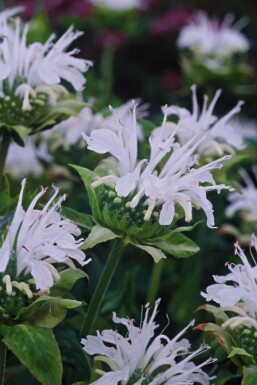 Bergamot Monarda 'Schneewittchen' 5-10 pot P9 Monarda 'Schneewittchen'
