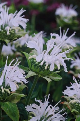 Bergamot Monarda 'Schneewittchen' 5-10 pot P9