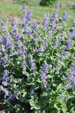 Garden catmint Nepeta × faassenii 5-10 pot P9