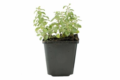 Garden catmint Nepeta × faassenii 5-10 pot P9 Nepeta × faassenii