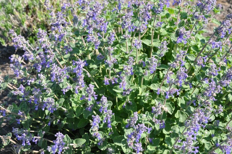 Garden catmint Nepeta × faassenii 5-10 pot P9 Nepeta × faassenii