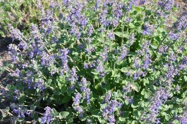 Garden catmint Nepeta × faassenii 5-10 pot P9 Nepeta × faassenii