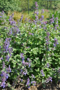 Garden catmint Nepeta × faassenii 5-10 pot P9 Nepeta × faassenii