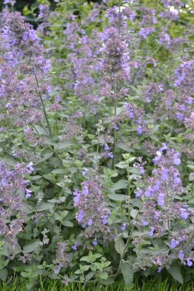 Catmint Nepeta × faassenii 'Six Hills Giant' 5-10 pot P9 Nepeta × faassenii 'Six Hills Giant'