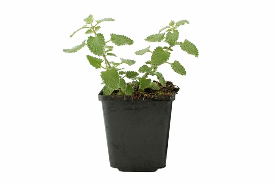 Catmint Nepeta × faassenii 'Six Hills Giant' 5-10 pot P9 Nepeta × faassenii 'Six Hills Giant'