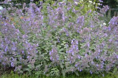 Catmint Nepeta × faassenii 'Six Hills Giant' 5-10 pot P9 Nepeta × faassenii 'Six Hills Giant'