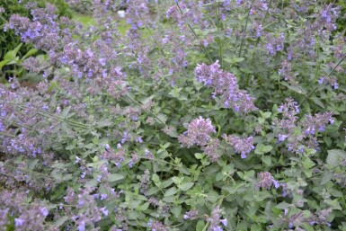 Catmint Nepeta × faassenii 'Six Hills Giant' 5-10 pot P9 Nepeta × faassenii 'Six Hills Giant'