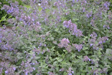 Catmint Nepeta × faassenii 'Six Hills Giant' 5-10 pot P9