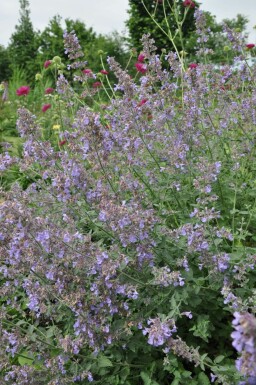 Catmint Nepeta × faassenii 'Six Hills Giant' 5-10 pot P9 Nepeta × faassenii 'Six Hills Giant'