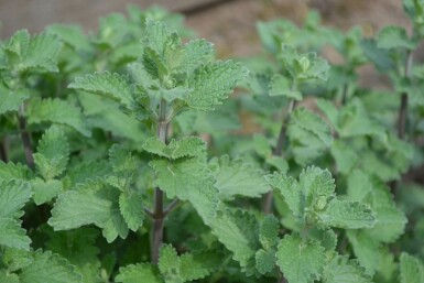 Catmint Nepeta × faassenii 'Six Hills Giant' 5-10 pot P9 Nepeta × faassenii 'Six Hills Giant'