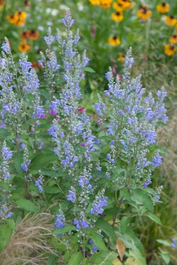 Siberian catmint Nepeta sibirica 5-10 pot P9 Nepeta sibirica