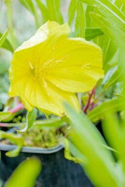 Ozark sundrops Oenothera macrocarpa 5-10 pot P9