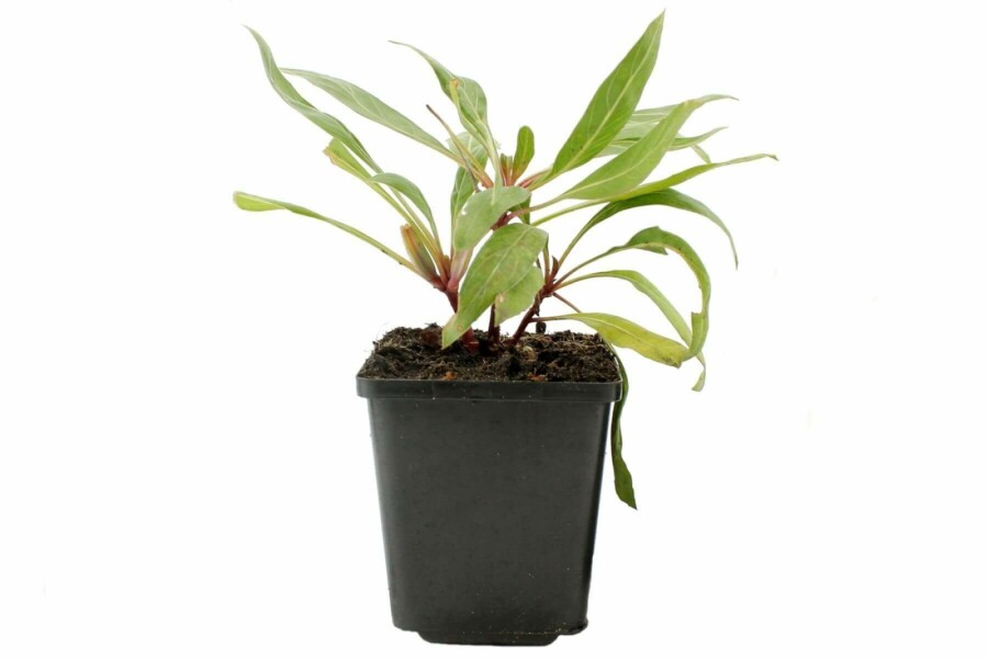 Ozark sundrops Oenothera macrocarpa 5-10 pot P9 Oenothera macrocarpa